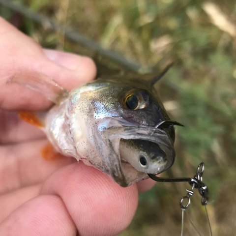 små aborrer med stor sult