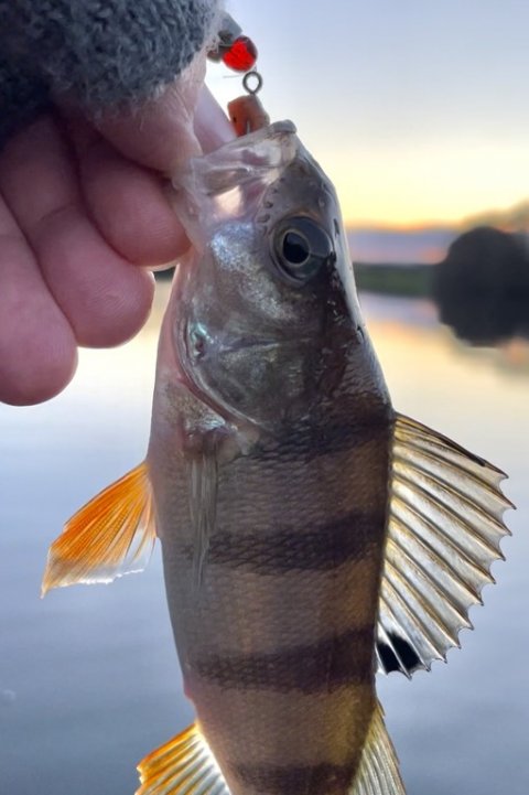 Aborre på texas-rig