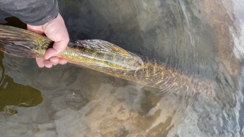 På vej tilbage i søen - catch and release