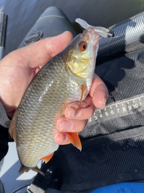 Bi-fangst - skalle på jig fra flyderingen