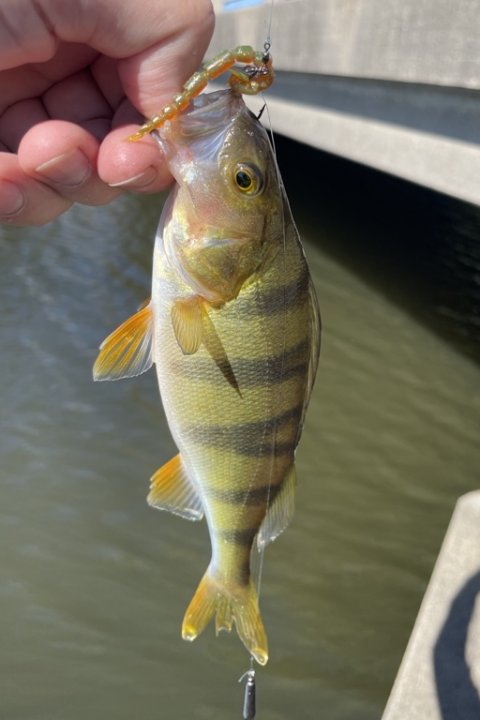 Perca fluviatilis - den vestjyske kanals stribede røver