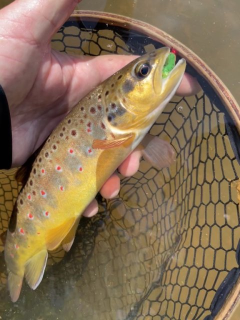 Gunki Tipsy lokker Salmo trutta fario