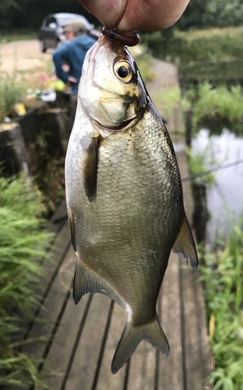 brasen medefiskeri vestjylland majs lystfiskeri