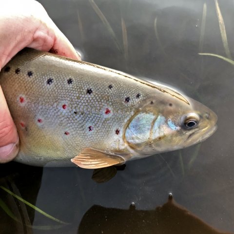 hover å bækørred trout forelle fiskeri angeln vestjylland ringkøbing og omegns sportsfiskerforening