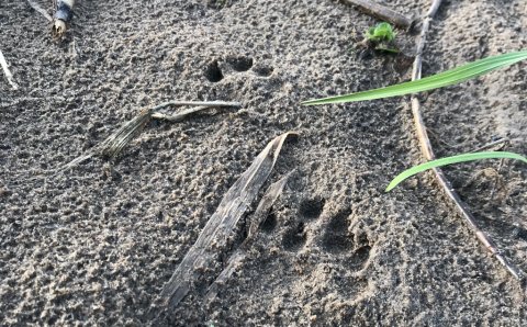 hover å odder otter ørred fiskeri troet forelle bækørred fiskeri Vestjylland
