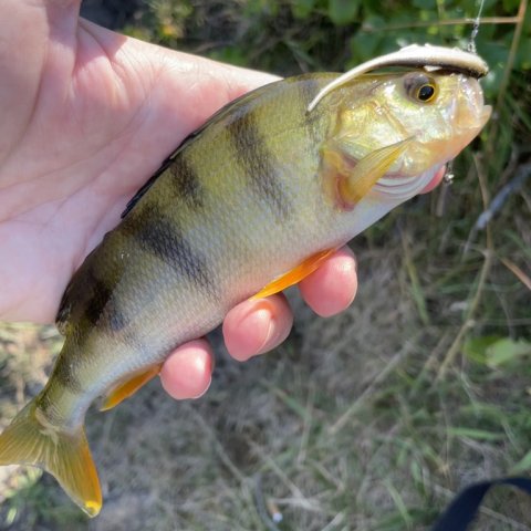 Vestjysk aborre på gummidyr