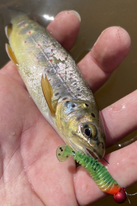 Endnu en lille lækker ørred på gummidyr