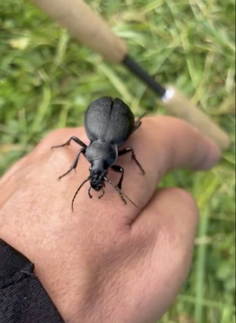 Kæmpebille i Østjylland