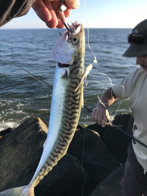 Livlig makrel på blink