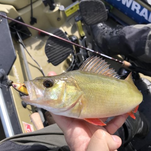 aborre uden striber vestjylland ringkøbing fjord lystfiskeri
