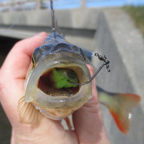 aborre vonå high5lures