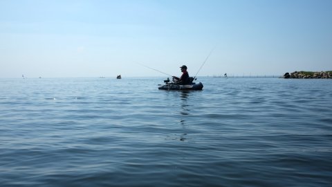 ringkøbing havn aborre fiskeri flydering