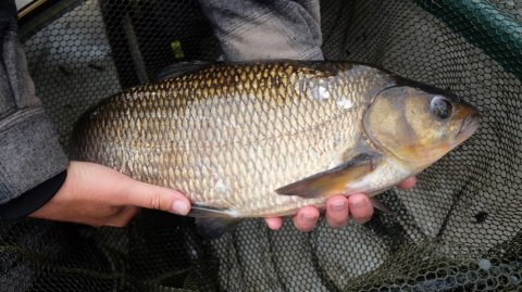 Præsentation af dagens Leuciscus idus