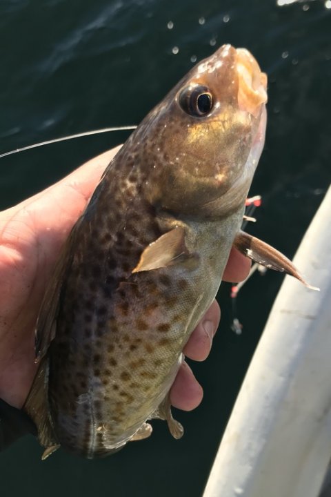 torsk langelandsbæltet fiskeri sandorm