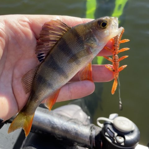 Aborrerne er blevet større siden 1991