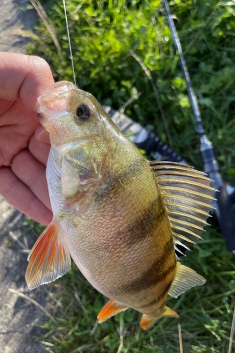 Bedre gennemsnitsstørrelse på aborrerne