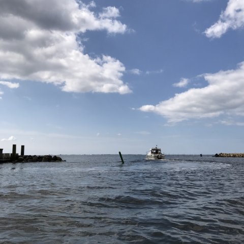 ringkøbing havn aborre fiskeri vestjylland