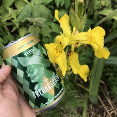 modgift høst pilsner tømmermænd