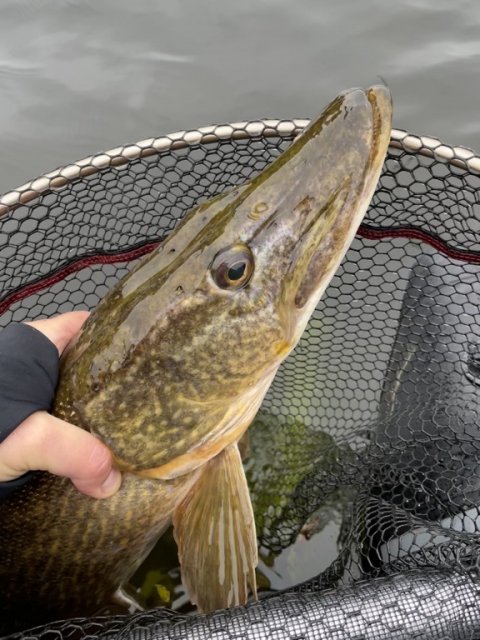 Esox lucius - et storhovedet eksemplar