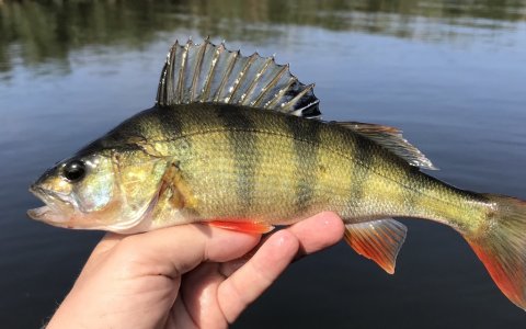 smuk aborre fra vonåen gylden skønhed med rygfinnen hejst