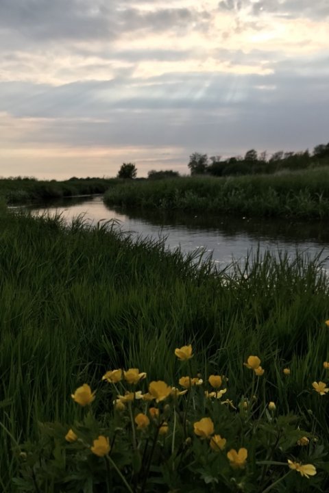 hover å vestjylland fiskeri bækørred laks havørred