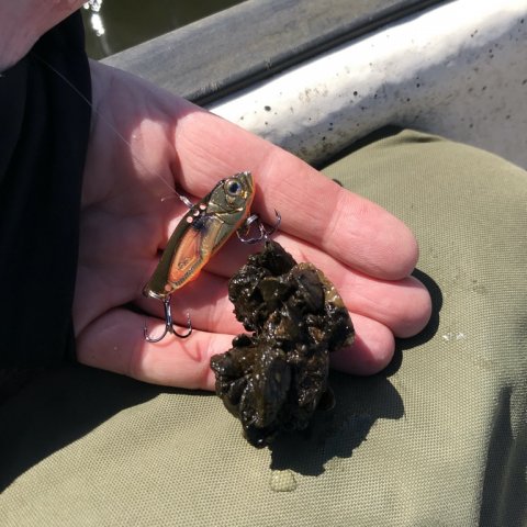 søørred jolle strike pro astro vibe aborre muslinger