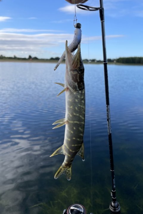 Lille gedde på Z-man TRD TubeZ