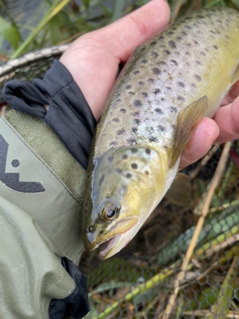 Bækørred - gylden pragt i efteråret