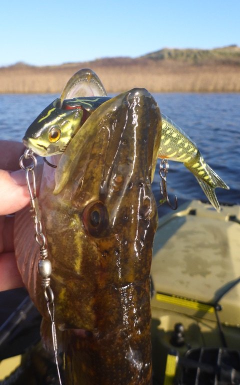 gedde hecht pike savage gear vestjylland fiskeri