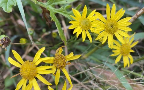 Efteråret sniger sig ind i flora og fauna