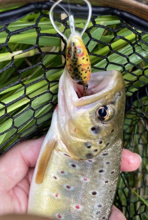 Wobler-fanget bækørred - Salmo trutta fario