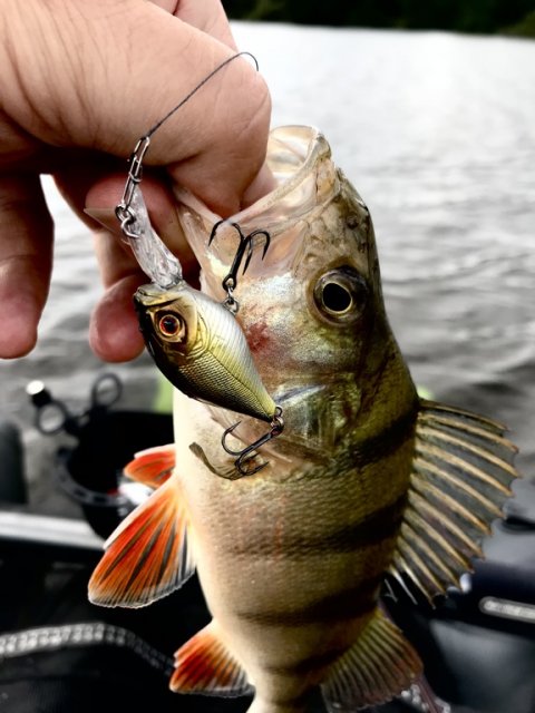 Woblerfanget aborre fra flyderingen