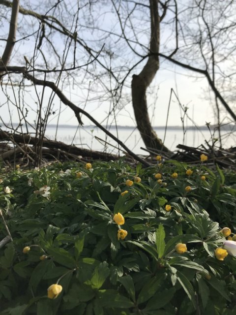 aborre fiskeri forår