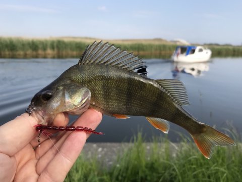 aborre vonåen dropshot daiwa westin