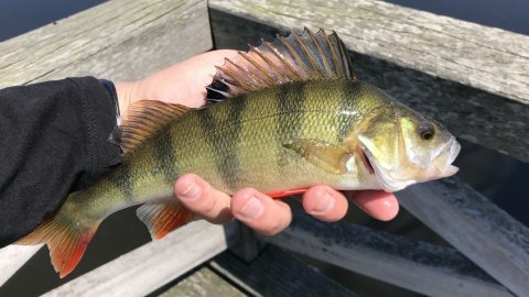aborre perch barsch vestjylland Denmark dropshot westin bloodteez vonå
