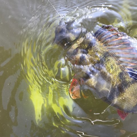 fight plaskende fisk aborre savage gear