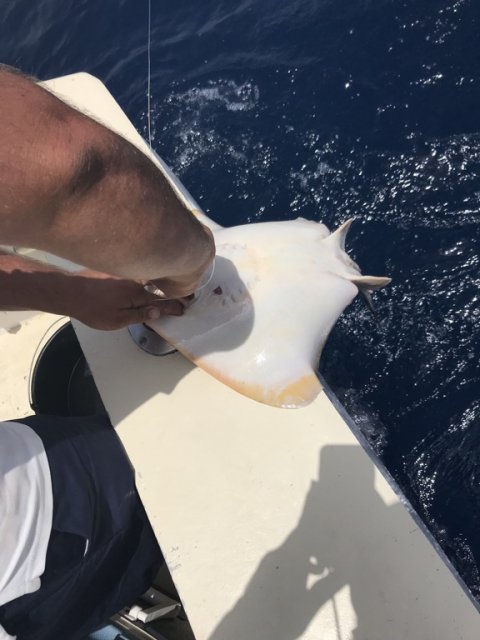 Pausefiskerens lille store sommerfuglerokke