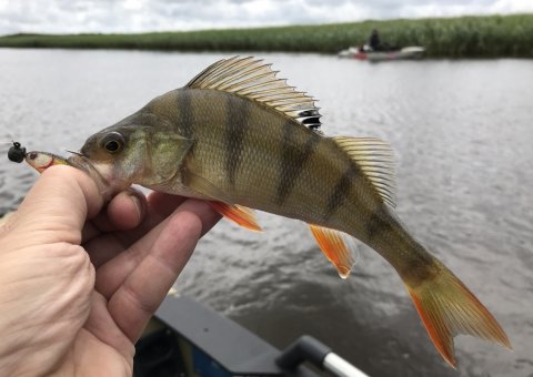 Hobie kajak lystfiskeri vestjylland ringkøbing fjord