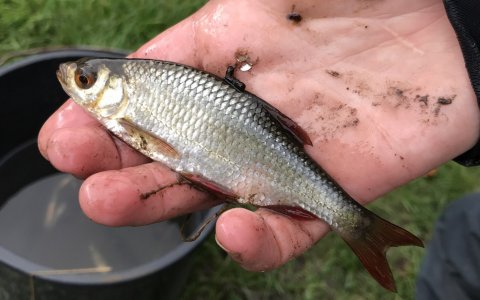 rudskalle livebait aborrefiskeri skovsø