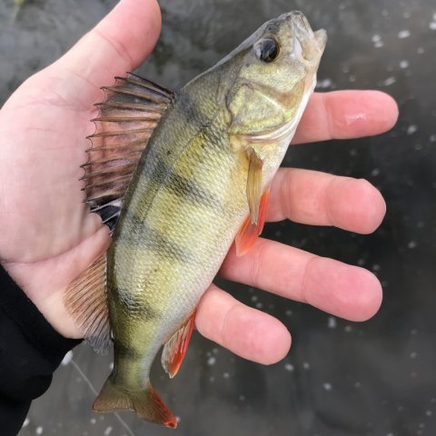 medefiskeri aborre prop og orm