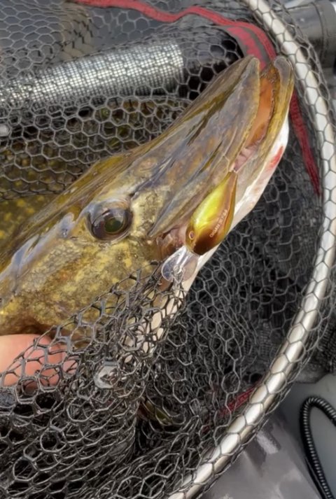 Gedde 75 cm fra vestjysk sø