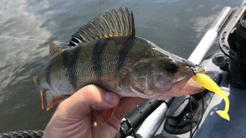 ringkøbing havn aborre fiskeri flydering