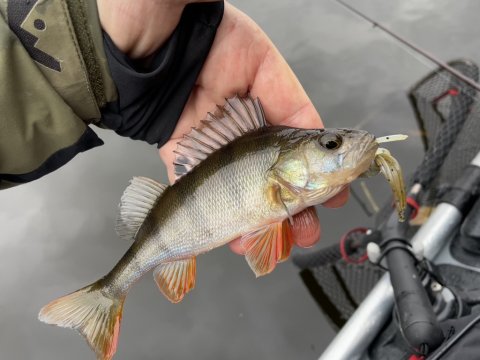 Flotte - men ikke vildt  store - aborrer fra den østjyske skovsø
