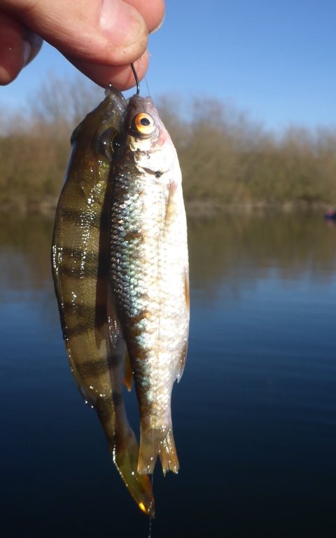 bifangst aborre skalle