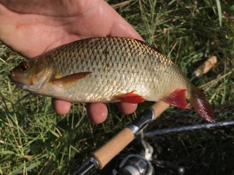 rudskalle søfiskeri dam fiskeri skalle aborre