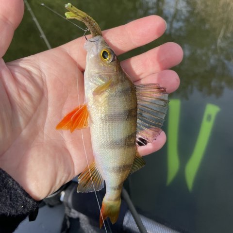 Togtets sidste aborre - ingen sydvestjyske kæmpe-aborrer i denne omgang