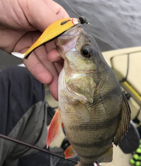 aborre westin shad teez lystfiskeri ringkøbing fjord vestjylland