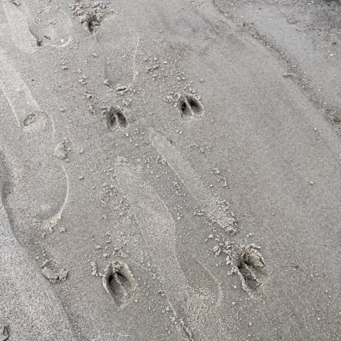 Rådyr på stranden?