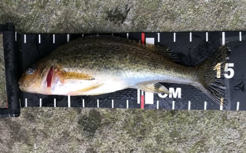 hork medefiskeri vonåen