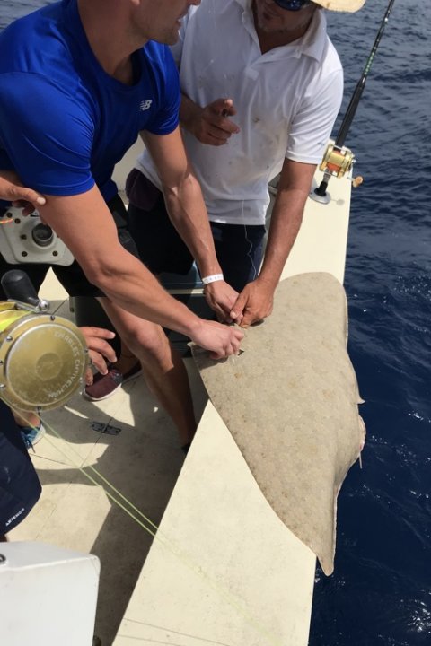 Stor sommerfuglerokke